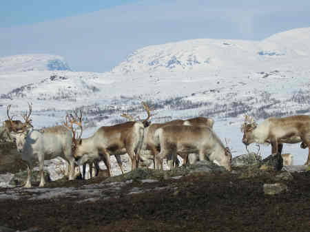 The Saami were reliant on reindeer for survival (from articpeoples.net - accessible at http://www.arcticpeoples.org//uploads/2008/02/ome-photo.jpg)